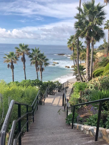 stairs lined with palm trees leading down to the beach 