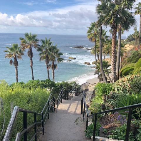 stairs lined with palm trees leading down to the beach 