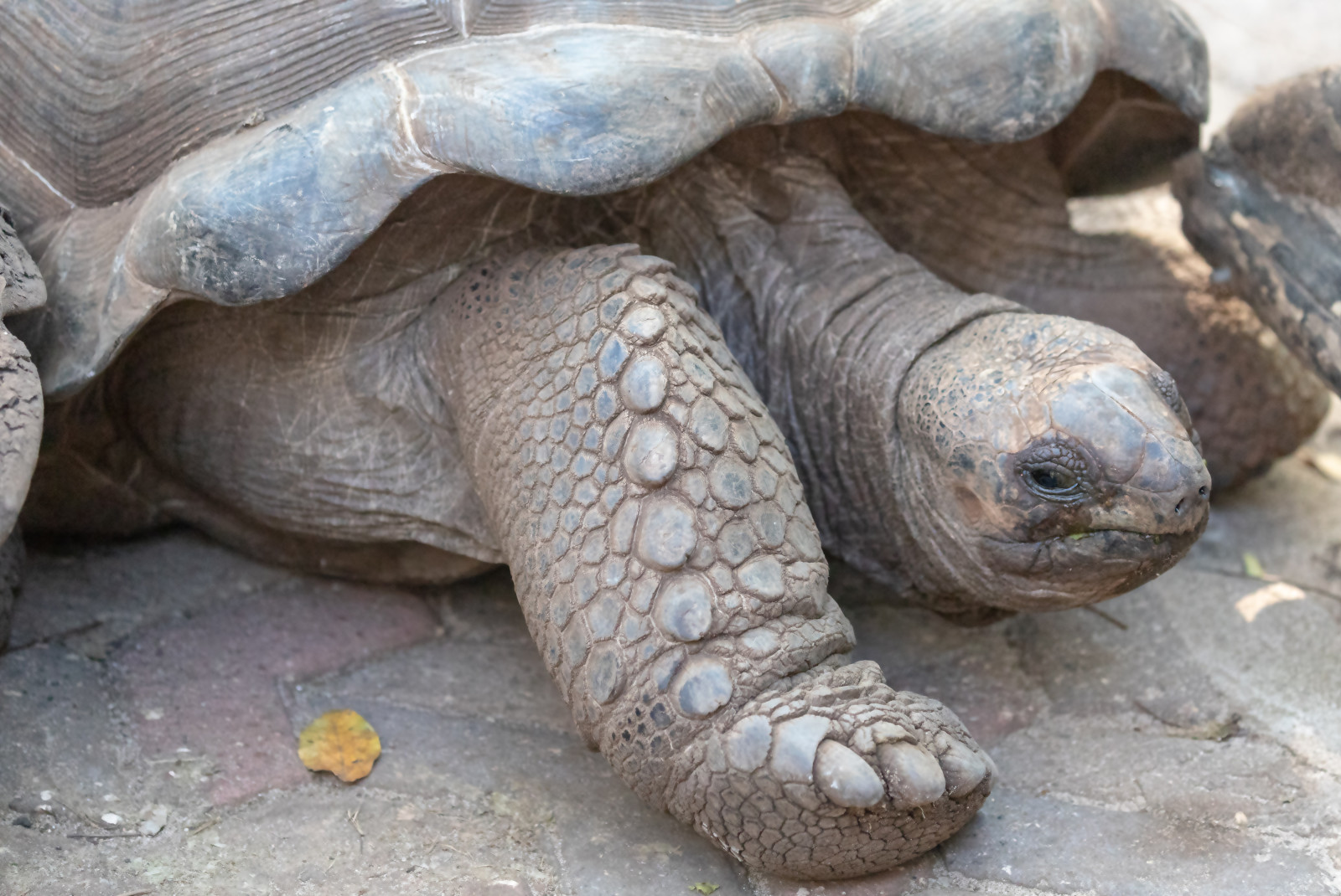 a giant grey and brown tortoise on a stone ground 