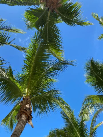 A spectacular view of the sky and palm trees