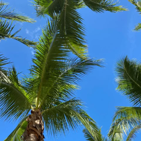 A spectacular view of the sky and palm trees