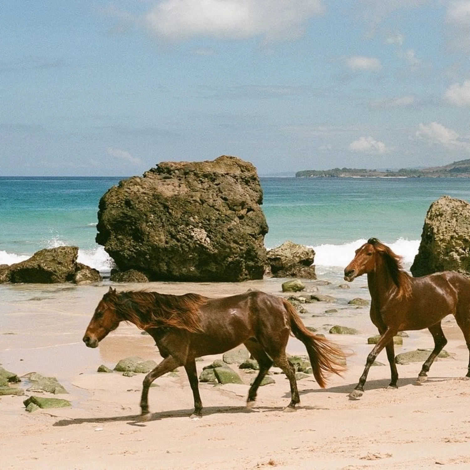 Two horses on a beach.