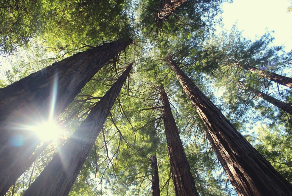 view of the sky in a forest with sun peaking through tall trees