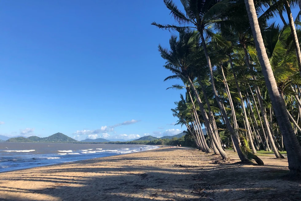 Beach with palm trees