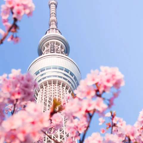 Tokyo tower and blossoms. 