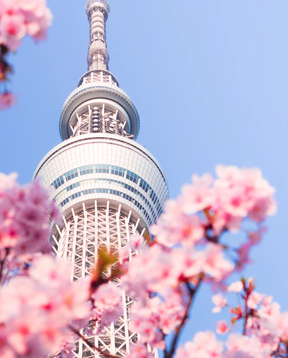 Tokyo tower and blossoms. 