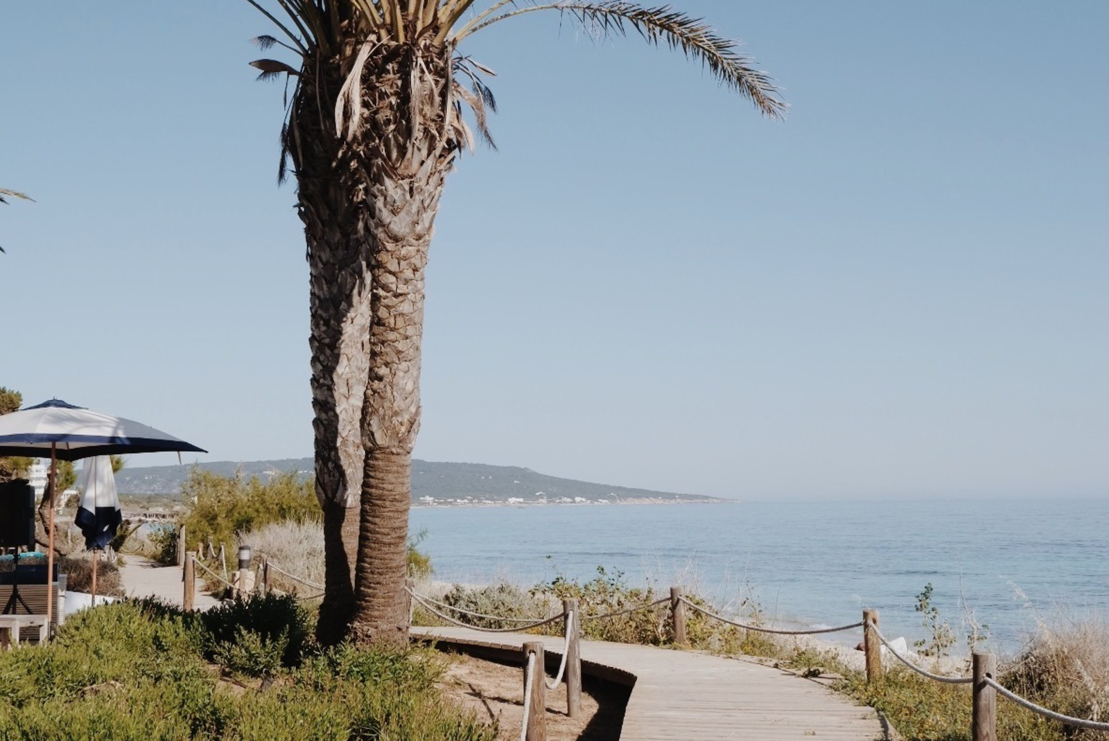 Palm tree next to wood boardwalk and ocean on sunny day