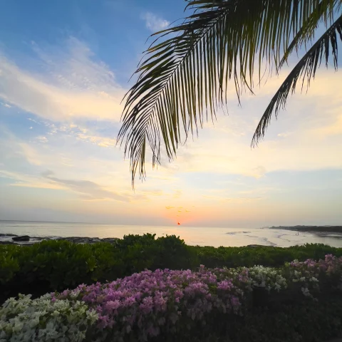 Palm tree leaves, purple and white flowers, and a setting sun over the land and sea of Rancho Santana, Nicaragua.