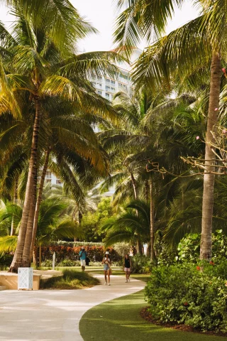 palm trees with a pathway through