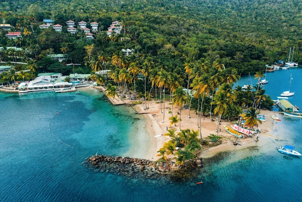 Aerial view of green trees near body of water.