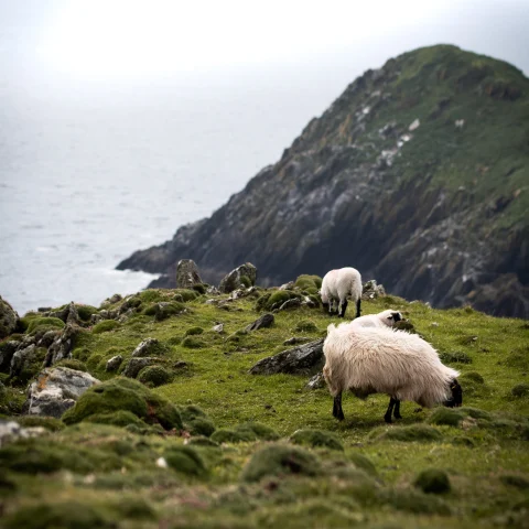 Grep grazing the grass in Ireland.