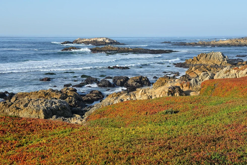 cliff with green and orange flower buds overlooking rocky ocean view