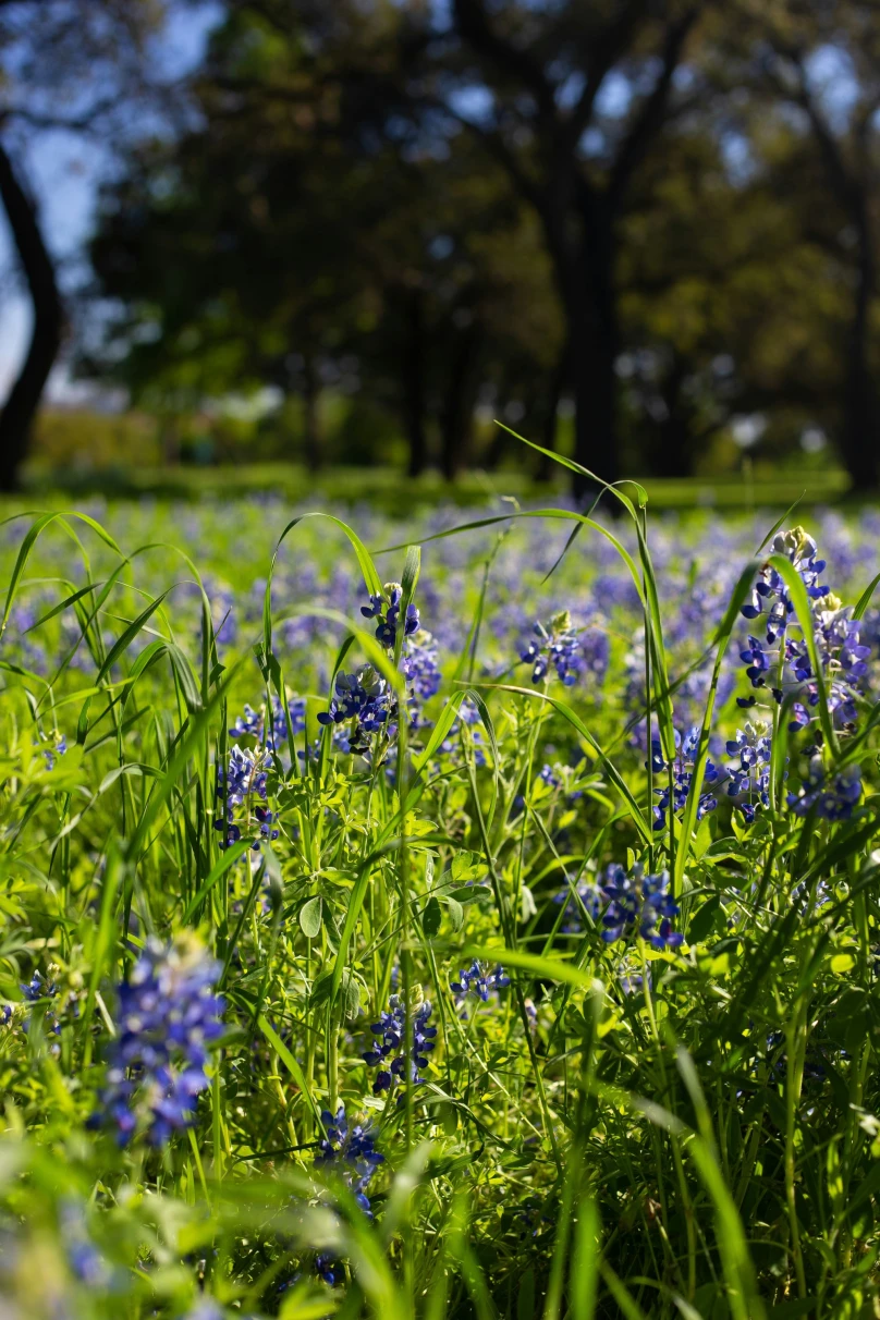 A picture of blue flower field during daytime.