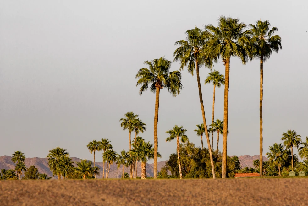 palm trees in the desert during daytime