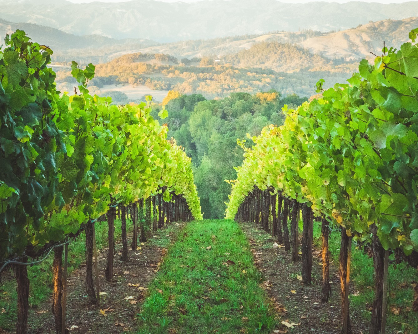 Vineyard overlooking mountains during daytime
