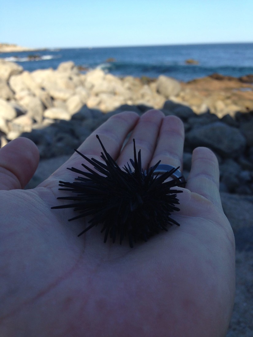 Hand holding sea urchin