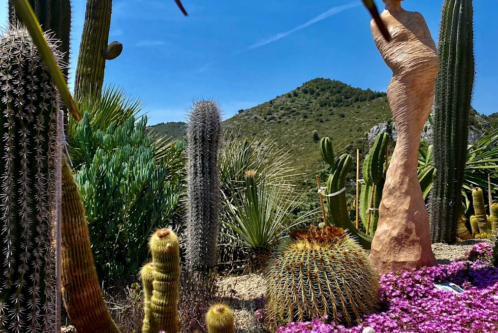 beautiful flowers and cactus plants