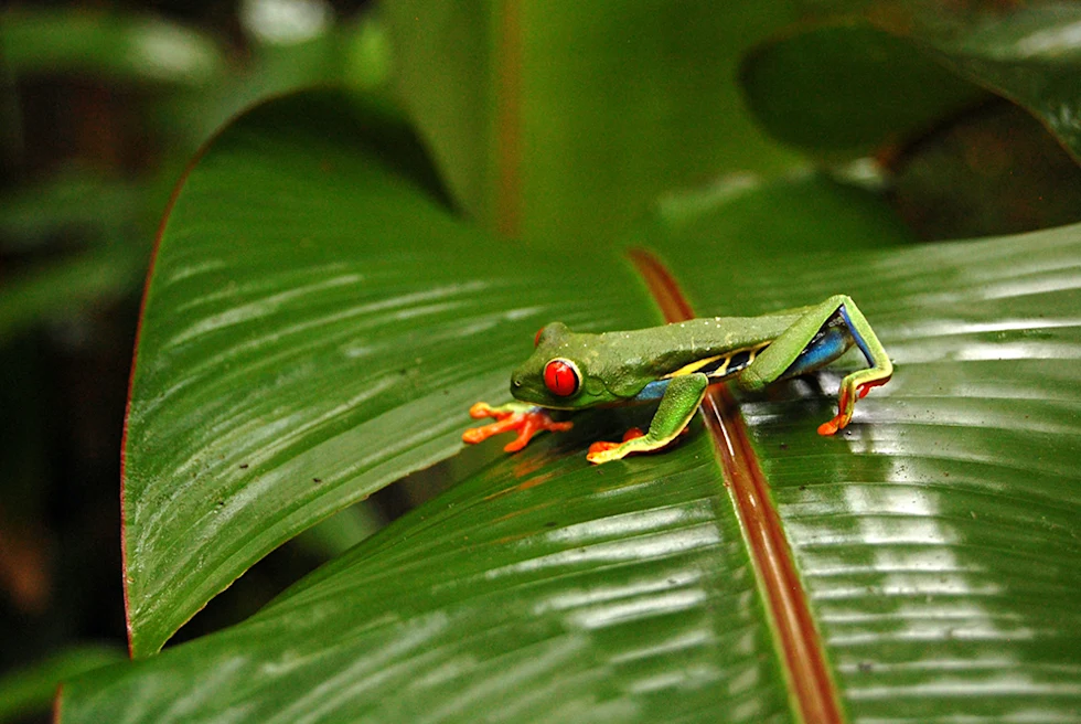 A Nature-Lover’s Week in Costa Rica - Day 2-3: Hiking Arenal National Park