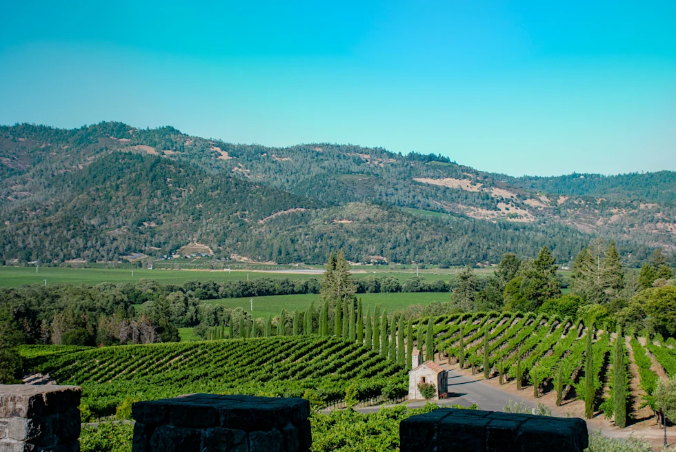 Rolling vineyard views in Calistoga, California.