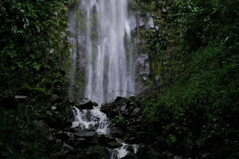 waterfall amid a lush jungle