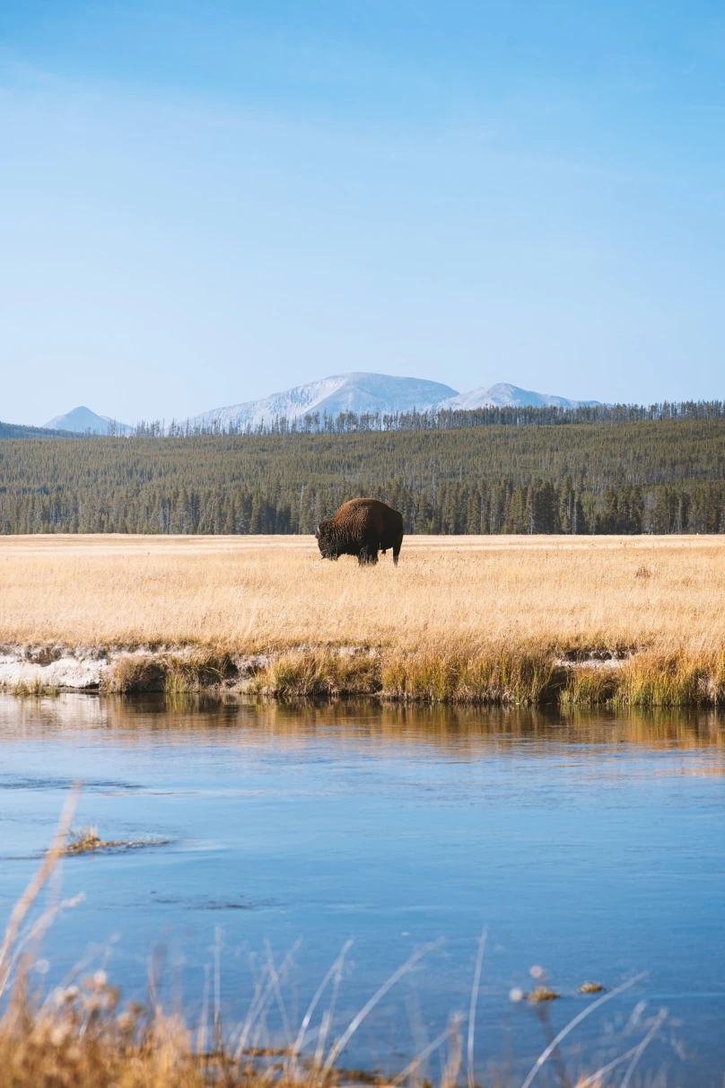 water, grass, trees and mountains with a bison grazing