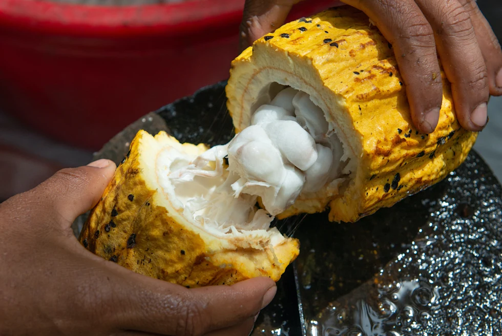 two hands holding yellow fruit with white seeds on a black table in Guatemala