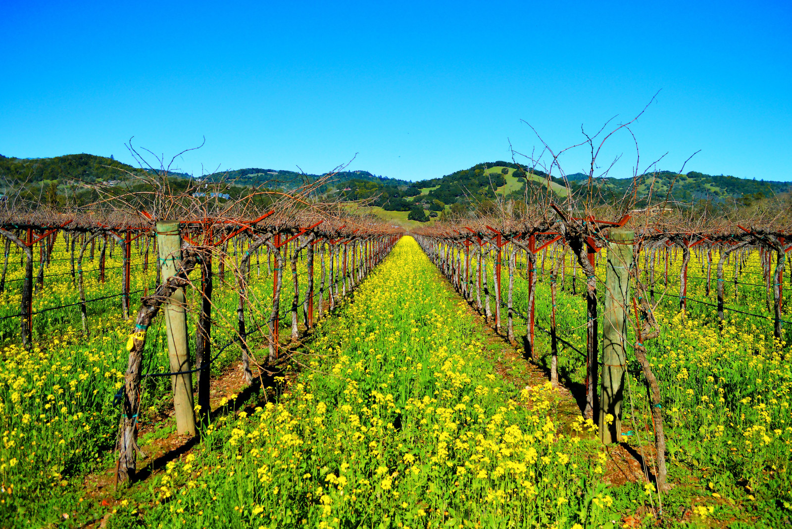 Vineyard in Santa Ynez Valley, California with bright green grass and yellow flowers and green hills in the background
