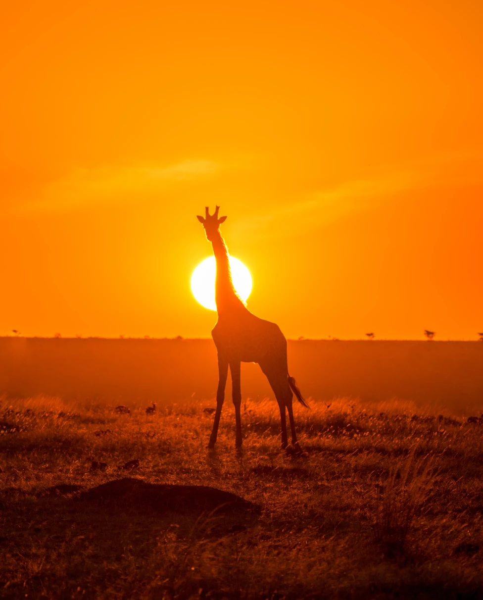 A giraffe standing in Safari park during sunset.