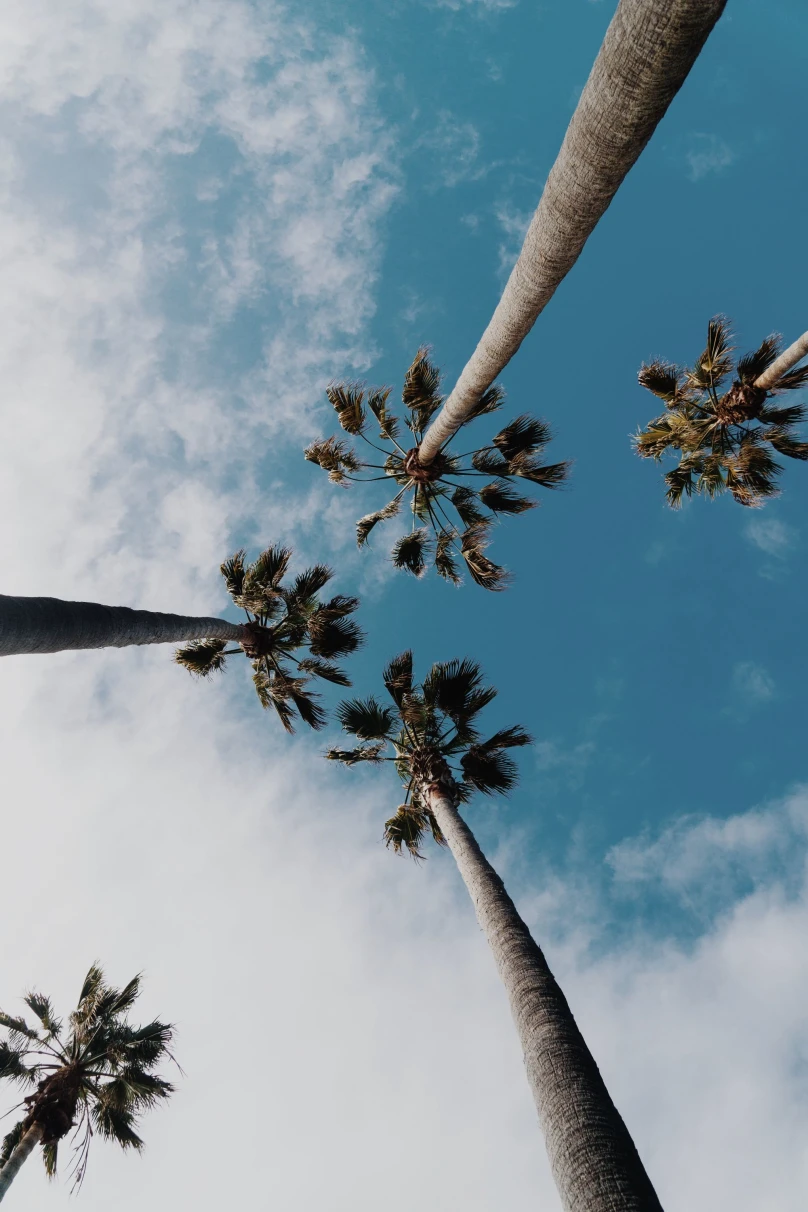 A low angled picture of tall palm trees at daytime