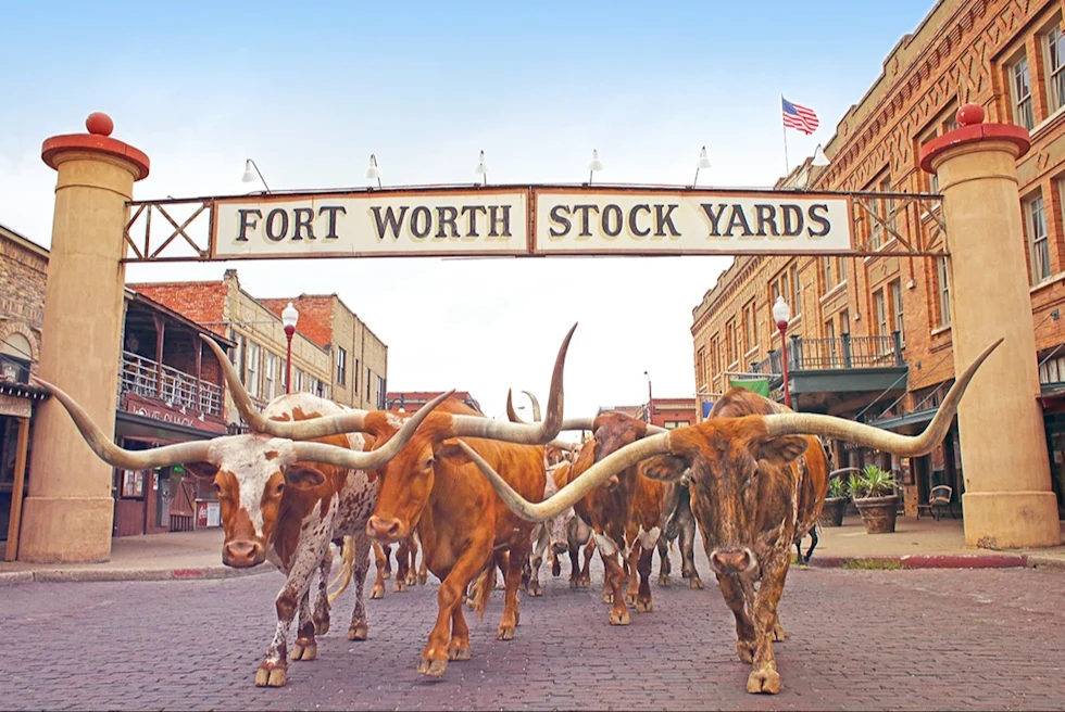 An array of cattle in Forth Worth, Texas.