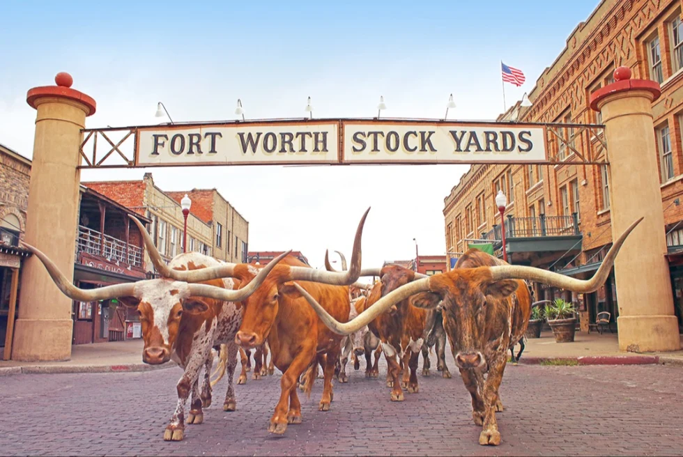 An array of cattle in Forth Worth, Texas. 
