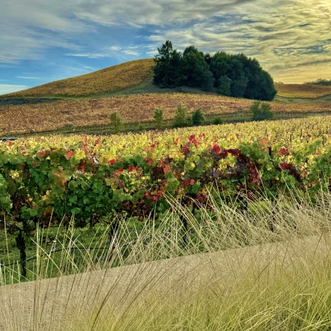 A beautiful view of a winery at Healdsburg.