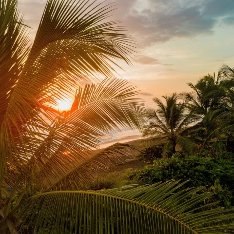 sun poking through a palm tree