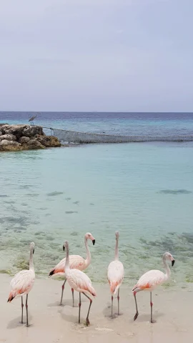 A picture of a flock of flamingos standing near the water at a beach.