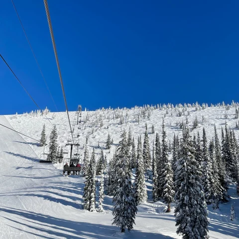 Snow-covered trees next to ski lift with blue skies during daytime