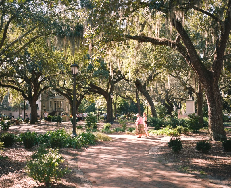 people walking under large tree during daytime
