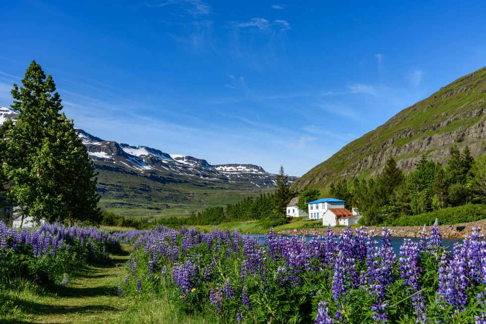 Purple flowers and green hillsides and houses with blue skies during daytime