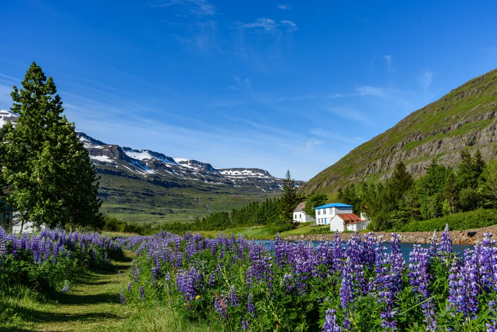 Purple flowers and green hillsides and houses with blue skies during daytime