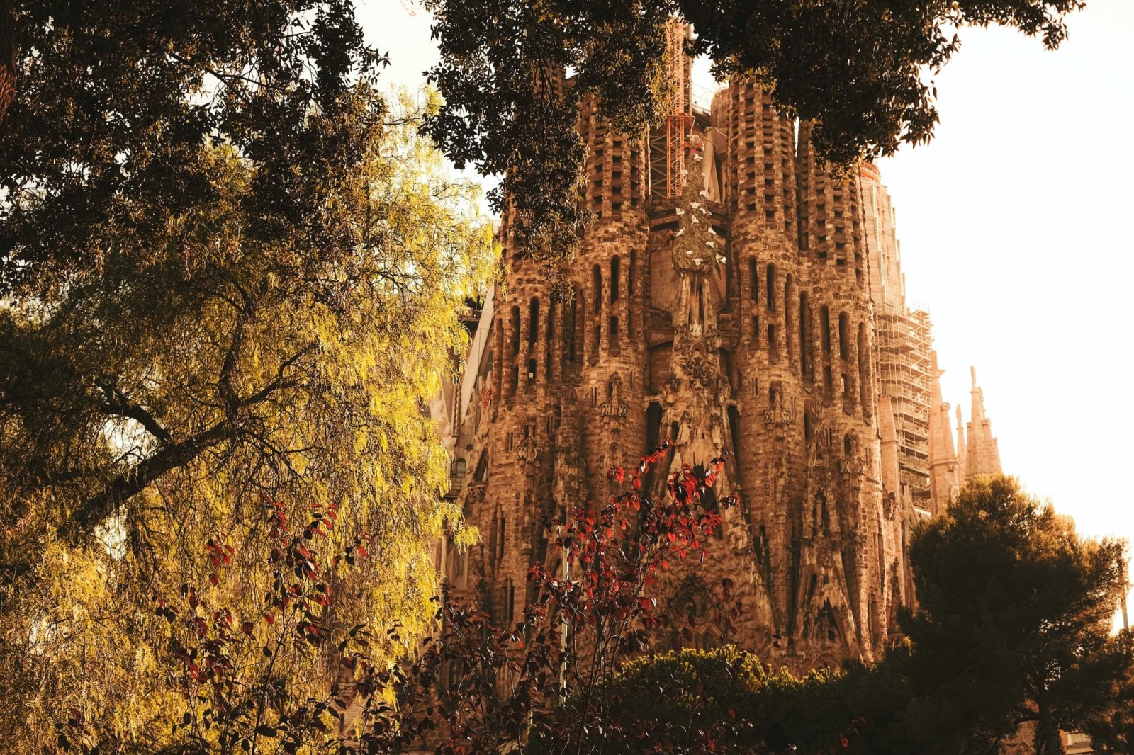 Iconic cathedral of La Sagrada Familia nestled behind green trees in Barcelona. 