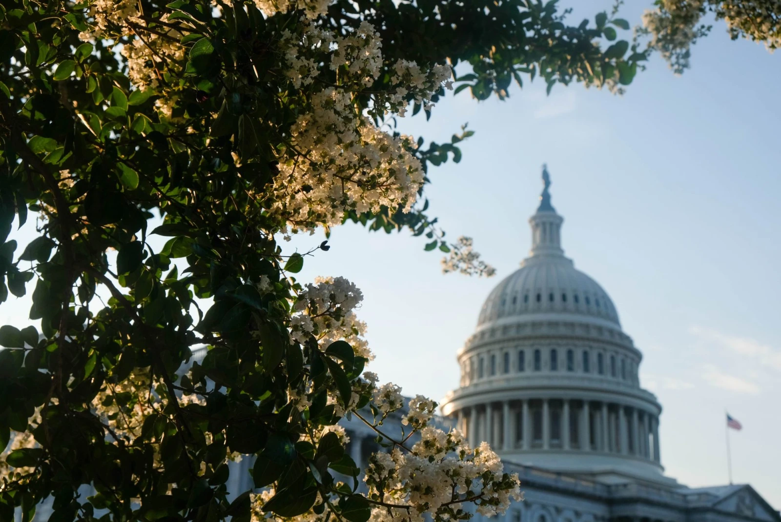 Capitol Hill building and sun through flowering trees
