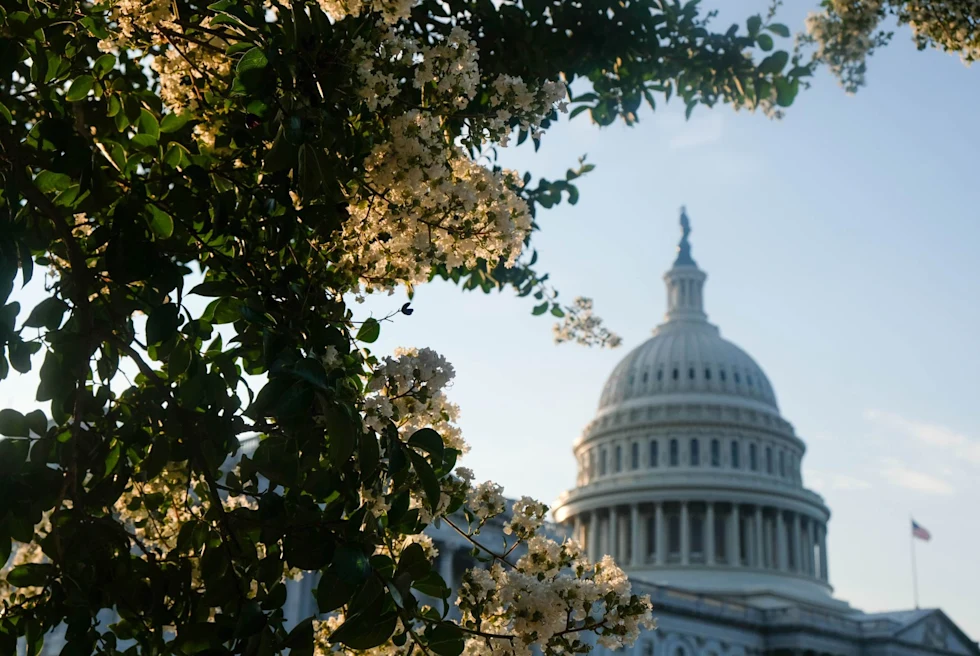 Capitol Hill building and sun through flowering trees