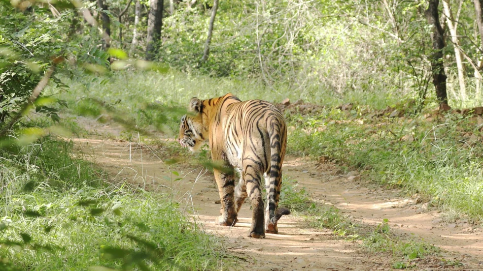 Tiger walking down grass at Ranthambore National Park on a sunny day.