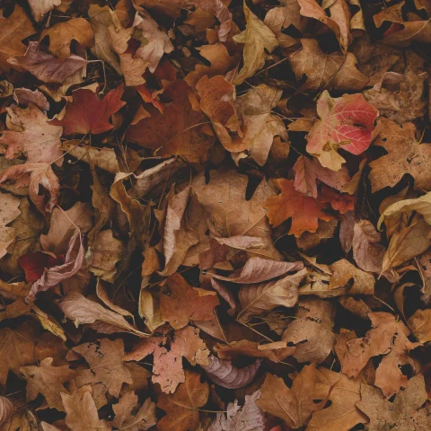 Fall leaves on ground. 