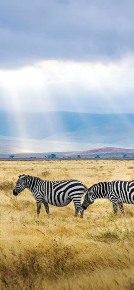Zebras peacefully grazing on grassy plains as sunlight falls on them in Tanzania, Africa.
