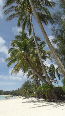 Rarotonga beach with palm trees.