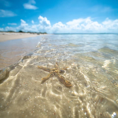 starfish in the shallow water of a beach 