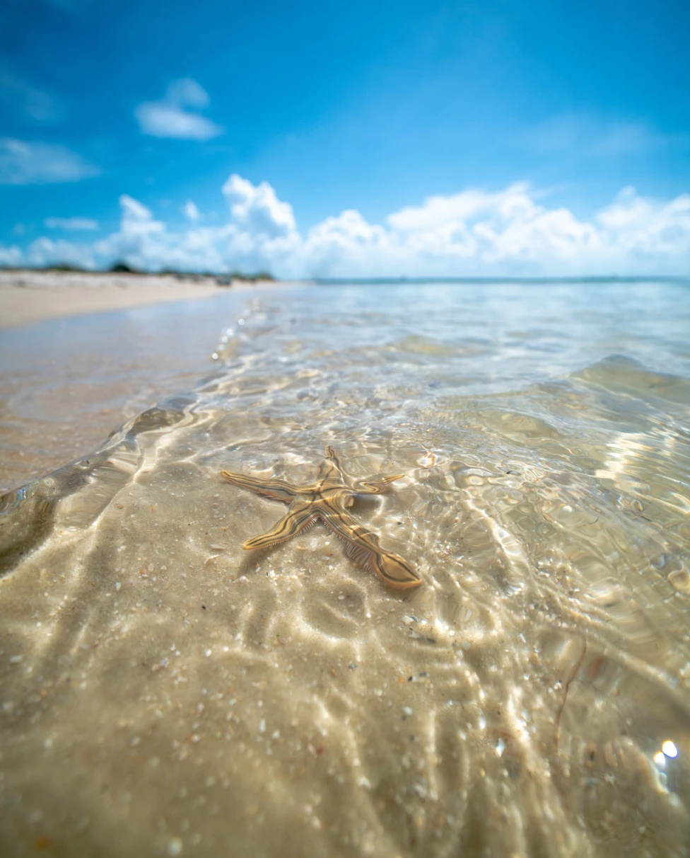 starfish in the shallow water of a beach 