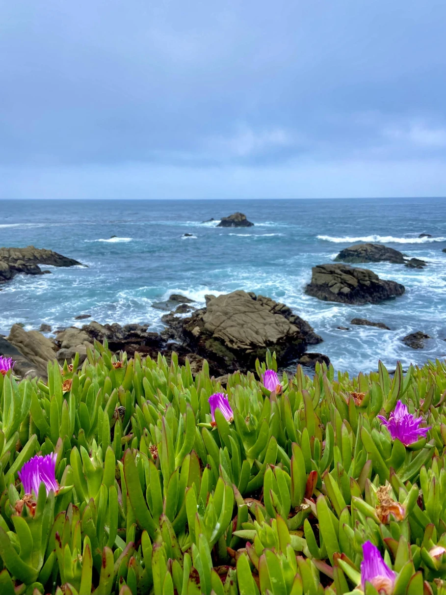 Green plants and purple flowers next to rocky coastline during daytime