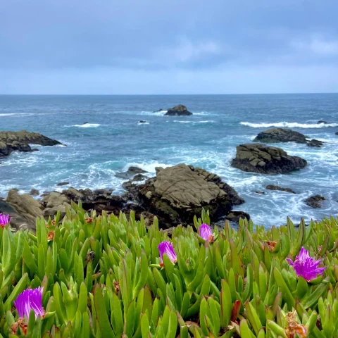 Green plants and purple flowers next to rocky coastline during daytime