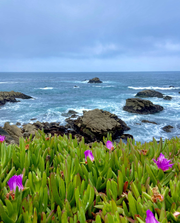 Green plants and purple flowers next to rocky coastline during daytime